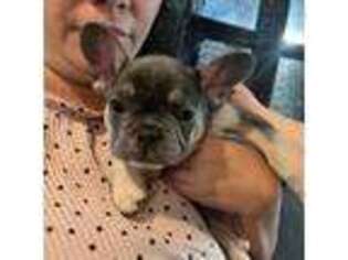 French Bulldog Puppy for sale in Seaside, OR, USA
