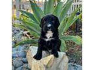 Mutt Puppy for sale in Los Angeles, CA, USA