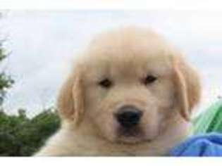 Golden Retriever Puppy for sale in Normandy, TN, USA