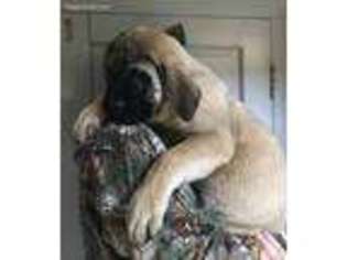 Mastiff Puppy for sale in Covington, IN, USA