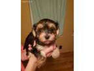 Mutt Puppy for sale in Pisgah, AL, USA