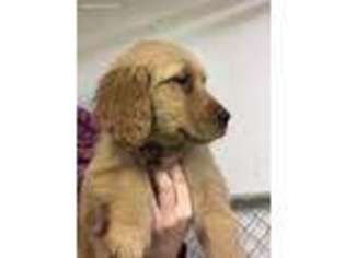 Golden Retriever Puppy for sale in Mount Perry, OH, USA