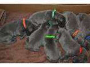 Great Dane Puppy for sale in Hempstead, TX, USA