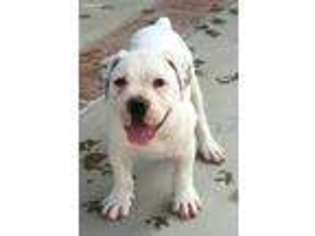 Alapaha Blue Blood Bulldog Puppy for sale in Peyton, CO, USA