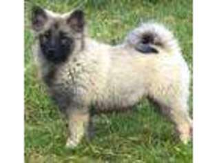 Keeshond Puppy for sale in Marysville, WA, USA
