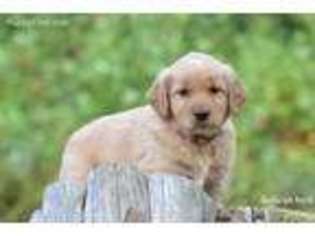 Golden Retriever Puppy for sale in Lexington, NC, USA