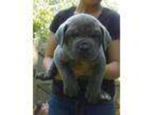 Cane Corso Puppy for sale in Yanceyville, NC, USA