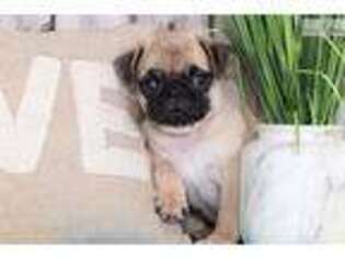 Pug Puppy for sale in Columbus, OH, USA