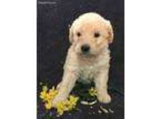 Shepadoodle Puppy for sale in Grass Lake, MI, USA