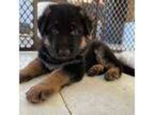German Shepherd Dog Puppy for sale in Sunland, CA, USA