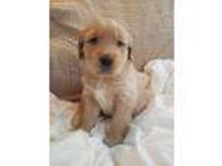 Golden Retriever Puppy for sale in Howell, MI, USA