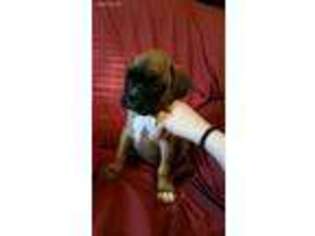 Boxer Puppy for sale in Bear Creek, NC, USA