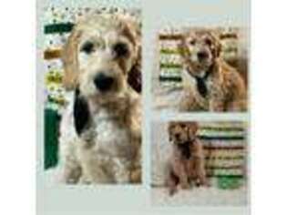 Labradoodle Puppy for sale in Wildomar, CA, USA