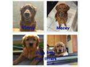 Golden Retriever Puppy for sale in Crosby, MN, USA