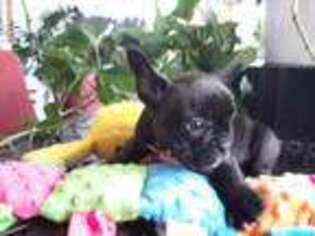 French Bulldog Puppy for sale in Pembroke Pines, FL, USA