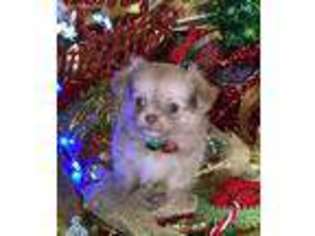 Chihuahua Puppy for sale in Ann Arbor, MI, USA