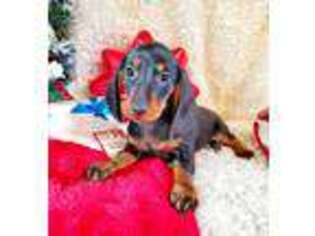 Dachshund Puppy for sale in Sartell, MN, USA