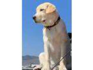 Labrador Retriever Puppy for sale in San Luis Obispo, CA, USA