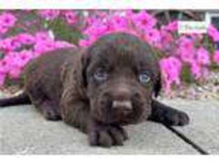 Labrador Retriever Puppy for sale in Evansville, IN, USA