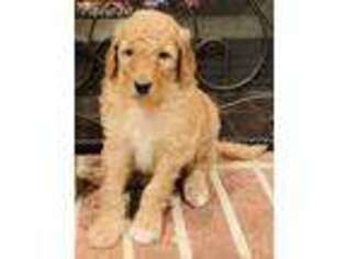 Goldendoodle Puppy for sale in Atlanta, GA, USA