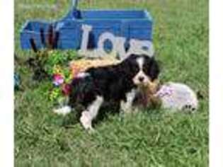 Cavalier King Charles Spaniel Puppy for sale in Chanute, KS, USA
