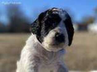 Mutt Puppy for sale in Bells, TX, USA