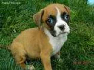 Boxer Puppy for sale in West Plains, MO, USA