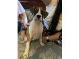Boxer Puppy for sale in New Rochelle, NY, USA