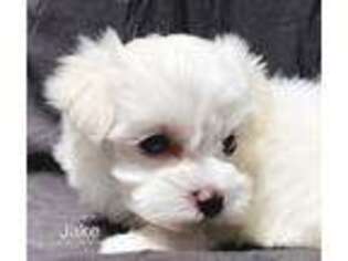 Maltese Puppy for sale in Easley, SC, USA