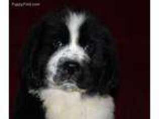 Newfoundland Puppy for sale in Clare, MI, USA