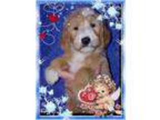 Goldendoodle Puppy for sale in Beecher, IL, USA