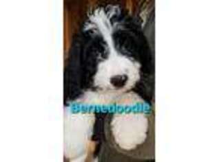 Mutt Puppy for sale in Urbana, OH, USA