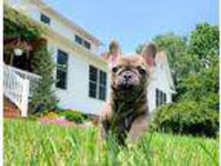 French Bulldog Puppy for sale in Vanceburg, KY, USA