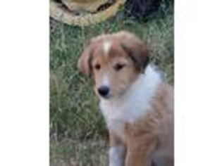 Collie Puppy for sale in El Paso, TX, USA
