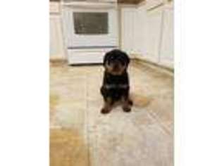 Rottweiler Puppy for sale in East Stroudsburg, PA, USA