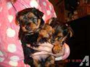 Yorkshire Terrier Puppy for sale in MIDLAND, VA, USA