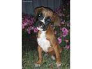 Boxer Puppy for sale in Landisburg, PA, USA