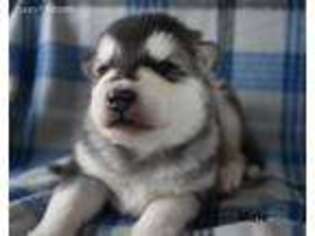 Alaskan Malamute Puppy for sale in Fairplay, CO, USA