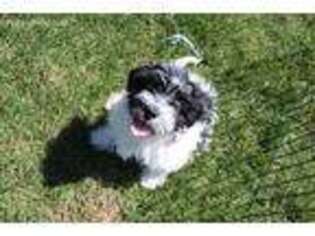 Havanese Puppy for sale in Mira Loma, CA, USA