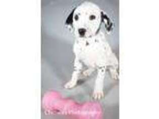 Dalmatian Puppy for sale in North Canton, OH, USA