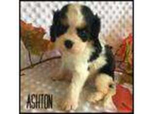 Cavalier King Charles Spaniel Puppy for sale in Kokomo, MS, USA