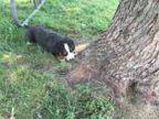 Bernese Mountain Dog Puppy for sale in Arthur, IL, USA
