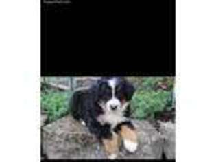 Bernese Mountain Dog Puppy for sale in Owensboro, KY, USA