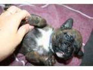 Boxer Puppy for sale in Stillwater, MN, USA