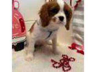 Cavalier King Charles Spaniel Puppy for sale in Zanesville, OH, USA