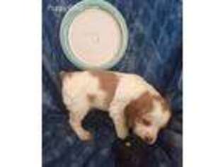 Brittany Puppy for sale in Winston Salem, NC, USA