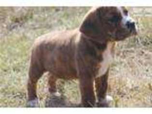 Beabull Puppy for sale in Jonesboro, AR, USA