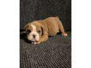 Bulldog Puppy for sale in Monroe, WA, USA