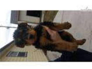 Airedale Terrier Puppy for sale in Boise, ID, USA