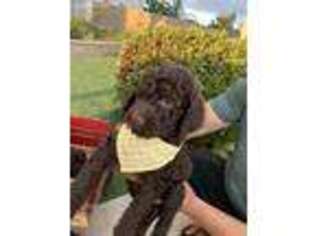 Labradoodle Puppy for sale in Menifee, CA, USA